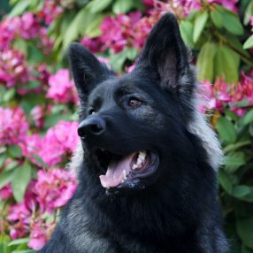 Altdeutsche Schäferhunde-Nuance de la fleur de vie
