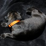 Femelle argenté charbonné collier orange