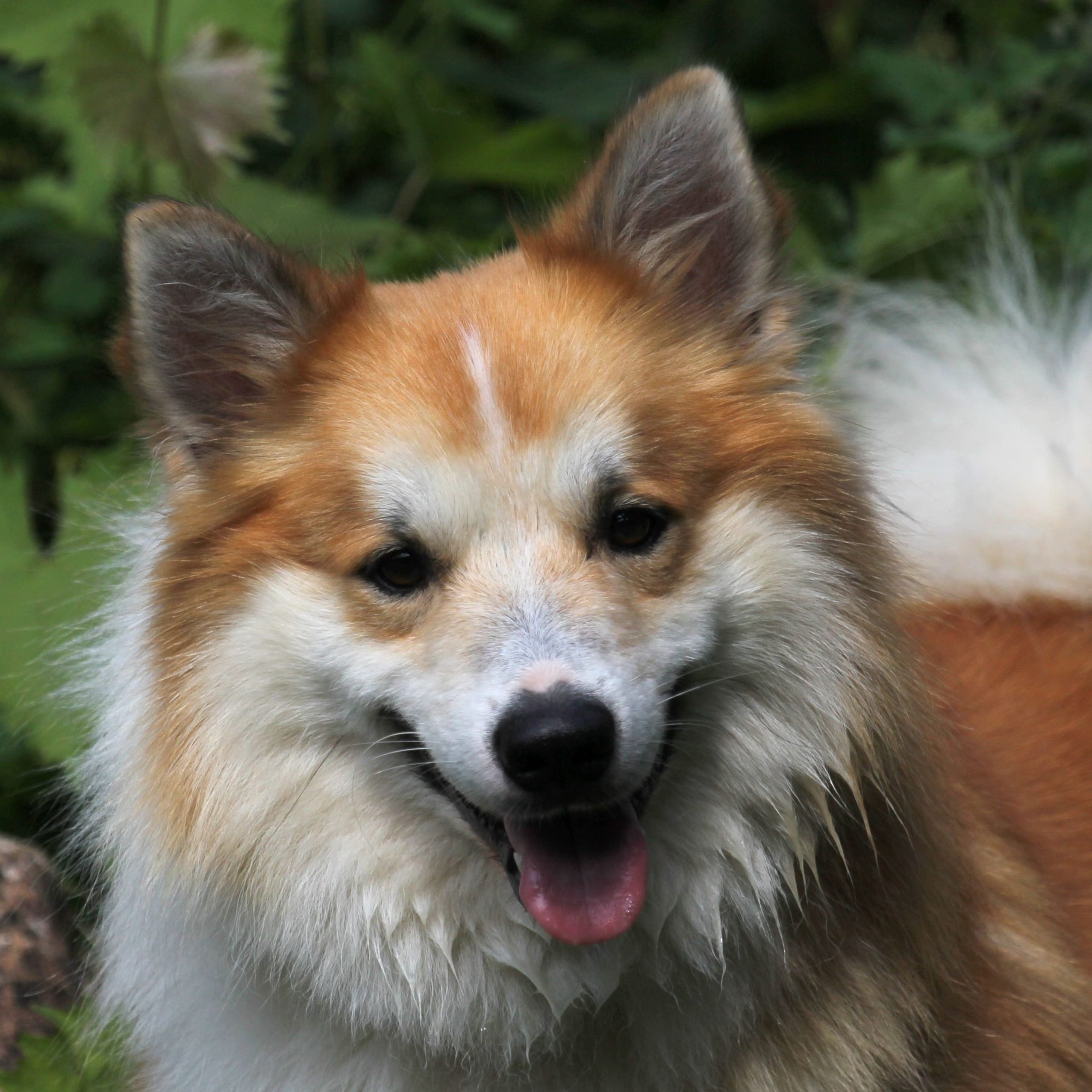 Chien de Berger Islandais