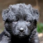 Femelle noire sans collier