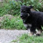 Apollon