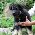 Apollon