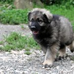 Atom