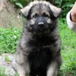 Atom