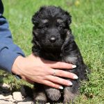 Freyja