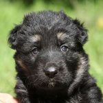 Freyja