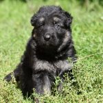 Freyja