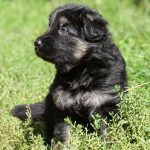 Freyja