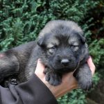 Femelle gris argenté charbonné collier gris