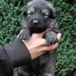 Femelle gris argenté charbonné collier gris