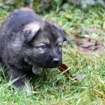 Femelle gris argenté charbonné collier gris