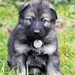 Femelle gris argenté charbonné collier gris