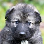 Femelle gris argenté charbonné collier gris