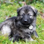 Femelle gris argenté charbonné collier gris