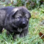 Femelle gris argenté charbonné collier gris