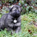 Femelle gris argenté charbonné collier gris