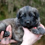 Femelle gris argenté charbonné collier orange