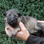 Femelle gris argenté charbonné collier orange