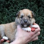 Femelle fauve et blanc collier orange