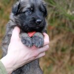 Femelle gris argenté charbonné collier orange