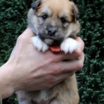 Femelle fauve et blanc collier orange