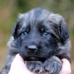 Femelle gris argenté charbonné collier orange