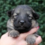 Femelle gris argenté charbonné collier orange