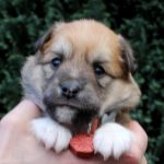 Femelle fauve et blanc collier orange