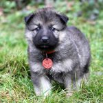 Femelle gris argenté charbonné collier orange