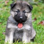 Femelle gris argenté charbonné collier orange