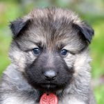 Femelle gris argenté charbonné collier orange