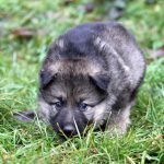 Femelle gris argenté charbonné collier orange