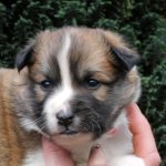 Femelle fauve et blanc collier rose