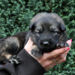 Femelle gris argenté charbonné collier rose