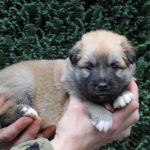 Femelle fauve et blanc collier rose