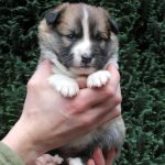 Femelle fauve et blanc collier rose