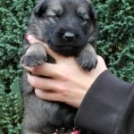 Femelle gris argenté charbonné collier rose