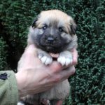 Femelle fauve et blanc collier rose