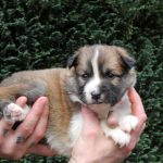 Femelle fauve et blanc collier rose