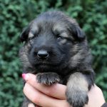 Femelle gris argenté charbonné collier rose