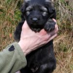 Femelle gris argenté charbonné collier rose