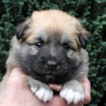 Femelle fauve et blanc collier rose