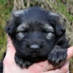 Femelle gris argenté charbonné collier rose