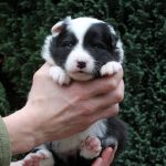 Femelle collier rose