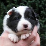 Femelle collier rose