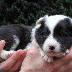 Femelle collier rose