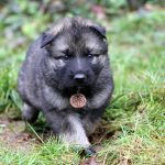 Femelle gris argenté charbonné collier rose