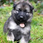 Femelle gris argenté charbonné collier rose