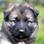 Femelle gris argenté charbonné collier rose