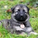 Femelle gris argenté charbonné collier rose